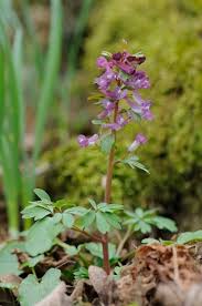 Attēlu rezultāti vaicājumam “Corydalis solida leaf”