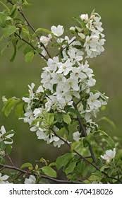 Attēlu rezultāti vaicājumam “Malus mandshurica”