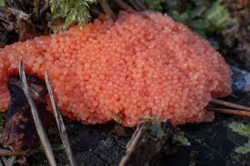 Attēlu rezultāti vaicājumam “Tubifera ferruginosa (subsp. ferruginosa) macro”