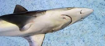 Image result for Nasolamia velox