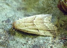 Attēlu rezultāti vaicājumam “Hypenodes humidalis”