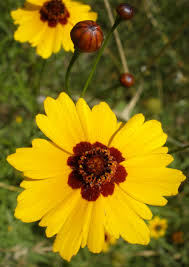 Image result for Coreopsis