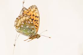 Attēlu rezultāti vaicājumam “Argynnis aglaja”