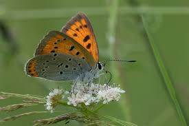Attēlu rezultāti vaicājumam “Lycaena dispar underside”