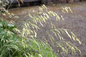 Attēlu rezultāti vaicājumam “Helictotrichon pratense leaf”