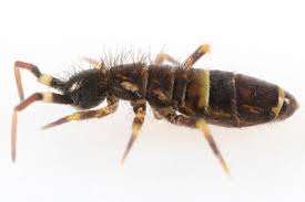 Attēlu rezultāti vaicājumam “Orchesella sp.”