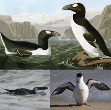 Image result for Pinguinus impennis