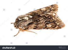 Attēlu rezultāti vaicājumam “Brachionycha nubeculosa”