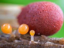 Attēlu rezultāti vaicājumam “Physarum psittacinum stalked”