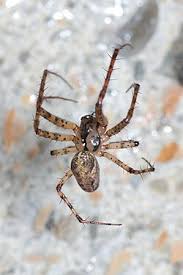 Attēlu rezultāti vaicājumam “Metellina merianae”