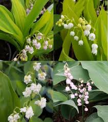Attēlu rezultāti vaicājumam “Convallaria majalis fruit”