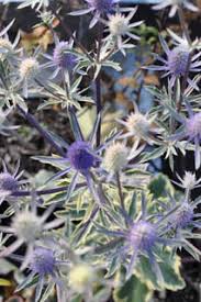 Attēlu rezultāti vaicājumam “Eryngium planum fruit”