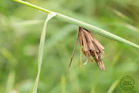 Attēlu rezultāti vaicājumam “Canephora hirsuta”