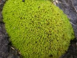 Attēlu rezultāti vaicājumam “Pottiales”