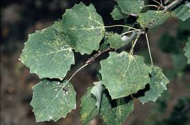 Attēlu rezultāti vaicājumam “Populus tremula”