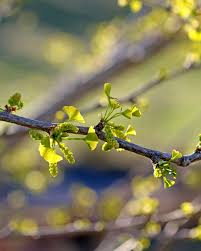Attēlu rezultāti vaicājumam “Ginkgo biloba female flower”