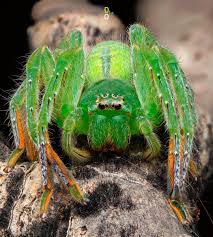 Attēlu rezultāti vaicājumam “Micrommata virescens”