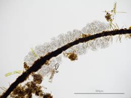 Attēlu rezultāti vaicājumam “Paradiacheopsis sp.”