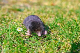 Attēlu rezultāti vaicājumam “Talpa europaea”