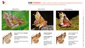 Attēlu rezultāti vaicājumam “Selenia dentaria”