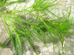 Attēlu rezultāti vaicājumam “Najas minor leaf”