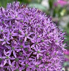 Attēlu rezultāti vaicājumam “Allium holandicum flower”