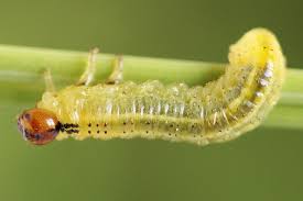 Attēlu rezultāti vaicājumam “Arge ustulata”