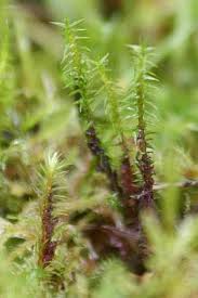 Attēlu rezultāti vaicājumam “Meesia triquetra”