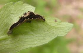Attēlu rezultāti vaicājumam “Urocystis anemones spores”