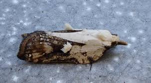 Attēlu rezultāti vaicājumam “Acleris aspersana”