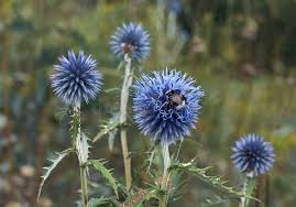 Attēlu rezultāti vaicājumam “Echinops sphaerocephalus flower”