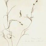 Attēlu rezultāti vaicājumam “Stuckenia filiformis leaf”