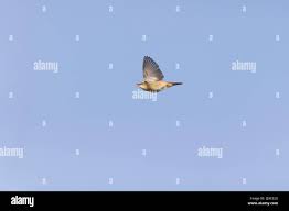 Attēlu rezultāti vaicājumam “Acrocephalus schoenobaenus adult”