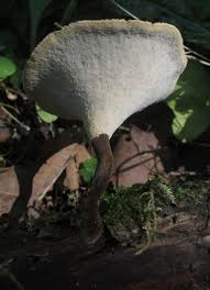 Attēlu rezultāti vaicājumam “Polyporus melanopus”