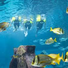 Image result for Belfairs Dolphins Snorkelling Club