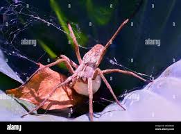 Attēlu rezultāti vaicājumam “Pisaura mirabilis female”