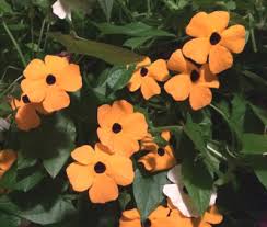 Image result for Thunbergia alata