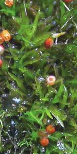 Attēlu rezultāti vaicājumam “Rhabdoweisia fugax”