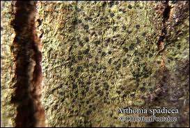 Attēlu rezultāti vaicājumam “Arthonia spadicea”