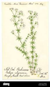 Attēlu rezultāti vaicājumam “Galium uliginosum”