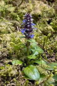 Attēlu rezultāti vaicājumam “Ajuga reptans”