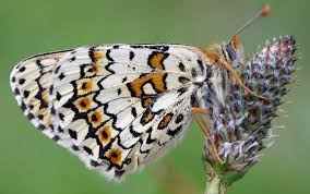 Attēlu rezultāti vaicājumam “Melitaea cinxia underside”