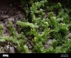 Attēlu rezultāti vaicājumam “Ptilidium pulcherrimum”