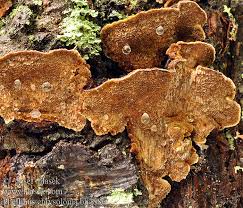 Attēlu rezultāti vaicājumam “Phellinus chrysoloma”