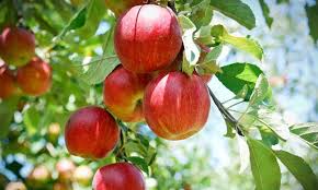 Attēlu rezultāti vaicājumam “Malus domestica fruit”