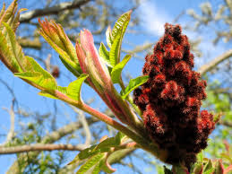 Attēlu rezultāti vaicājumam “Rhus typhina flower”