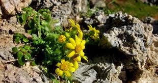 Attēlu rezultāti vaicājumam “Senecio vernalis leaf”