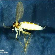 Attēlu rezultāti vaicājumam “Sciaridae”