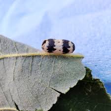 Attēlu rezultāti vaicājumam “Ichneumonidae cocoon”