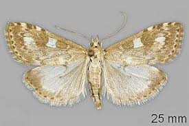 Attēlu rezultāti vaicājumam “Udea olivalis”